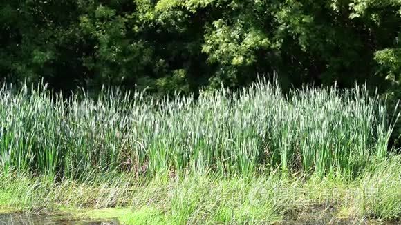 芦苇生长在河岸上视频