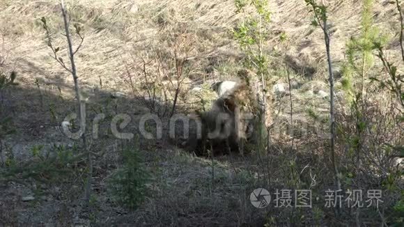 一只灰熊在尤肯地区挖掘肉质根视频