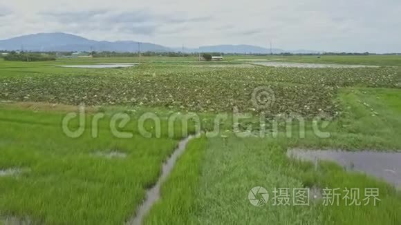 雄蜂飞过稻田荷花种植园视频