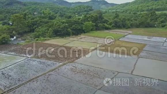 林间种植水稻的鸟瞰地块视频