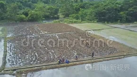 从牛粪稻田中清除植物视频