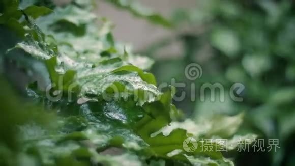 花园里下大雨