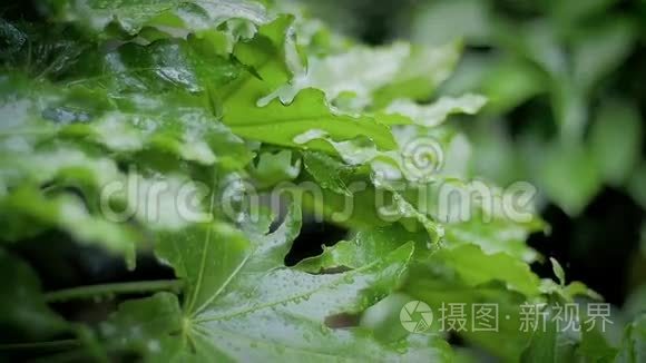 花园里下大雨