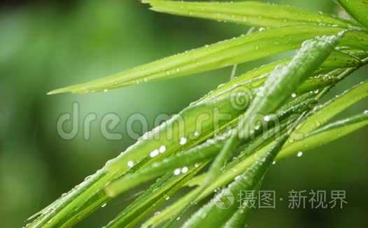 慢动作热带雨.