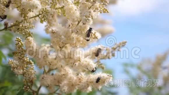 蜜蜂采集花蜜，在树枝上授粉。 各种昆虫采集盛开的黄花的花蜜