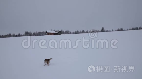 野狗在雪景上冬天户外野生动物视频