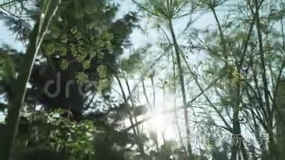 园床上的绿色小茴香成熟录像视频