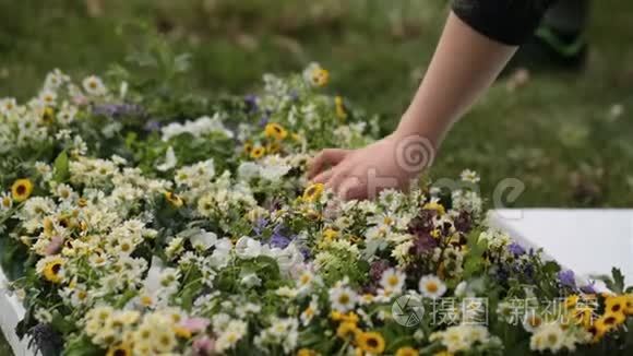 女人的手在草地上抚摸鲜花视频