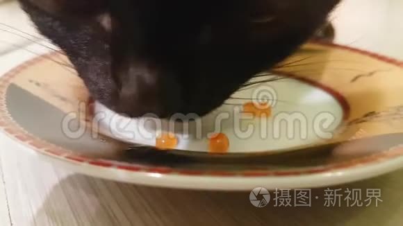 橙色猫吃红鱼子酱哺乳动物视频