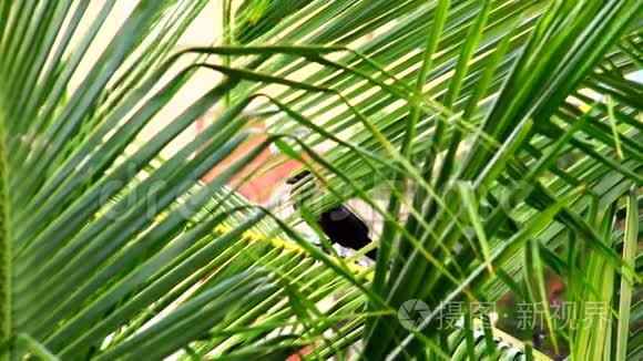 乌鸦坐在椰子树叶子上视频