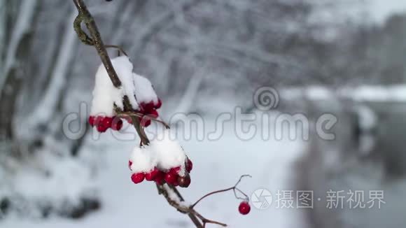 覆盖着雪的山灰红色浆果视频