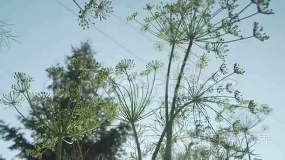 园床上的绿色小茴香成熟录像