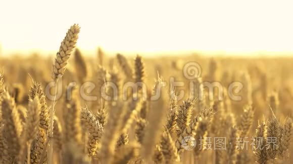 阳光下的小麦穗。