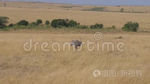 鸵鸟穿过非洲大草原视频