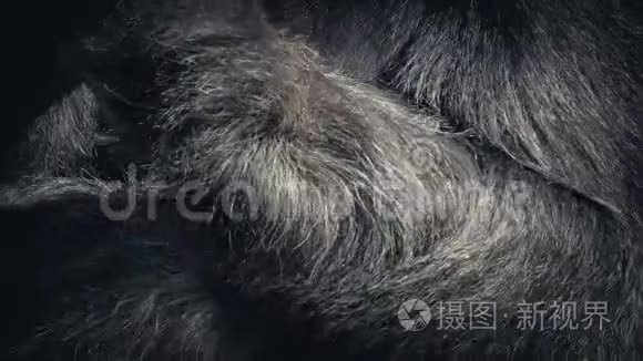 他吃东西时的大猩猩手臂特写视频