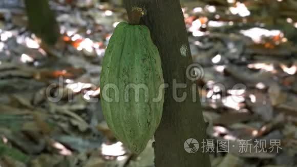 厄瓜多尔一棵树上的绿可可豆荚视频