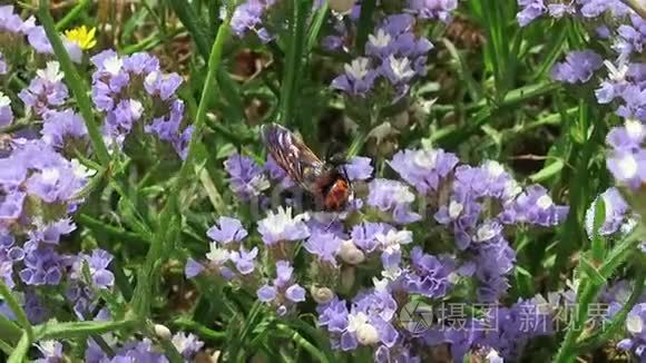 欧洲黄蜂中最大的一只是蜂视频