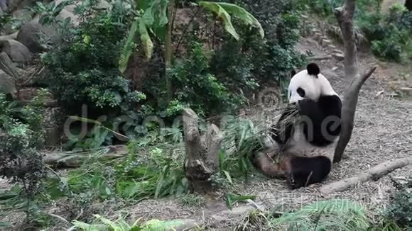 熊猫熊吃他的竹餐视频