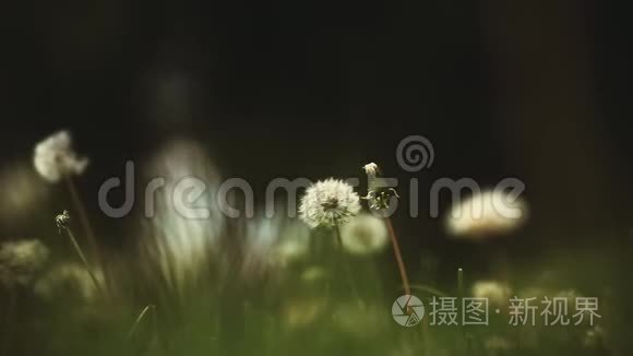 蒲公英植物夏季季节日视频