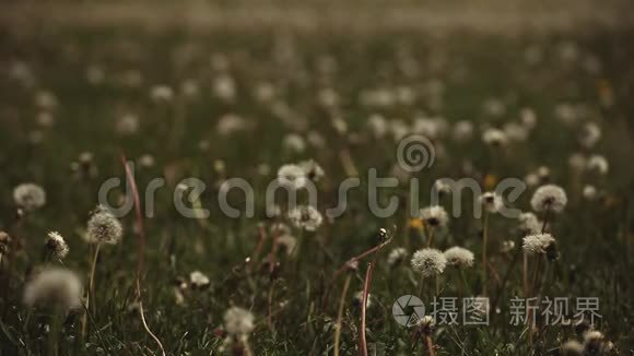 蒲公英植物夏季季节日视频