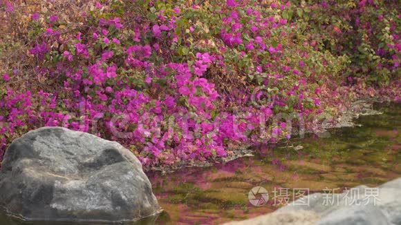 在一条带岩石的小溪旁的花丛视频