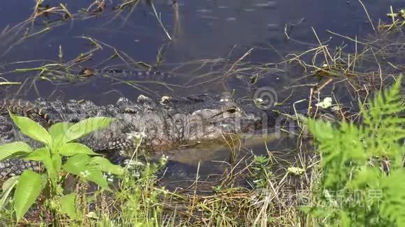 婴儿鳄鱼在他们母亲的头上视频