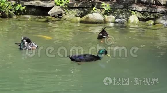三只鸭子在斯洛莫湖里游泳