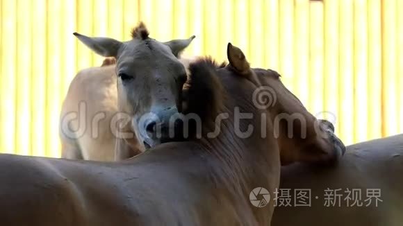 三匹马在夏天的动物园里互相舔食