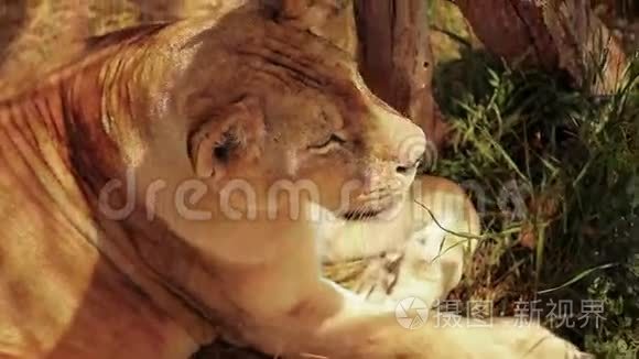 狮子在树荫下休息视频