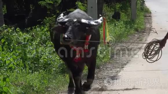 穿着泰国水牛在路边散步