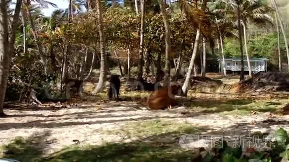 在海边的椰子林里的动物视频