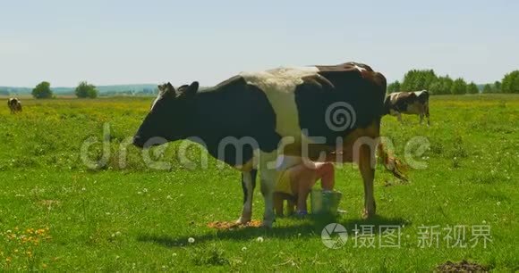 绿野上的牛奶奶牛视频