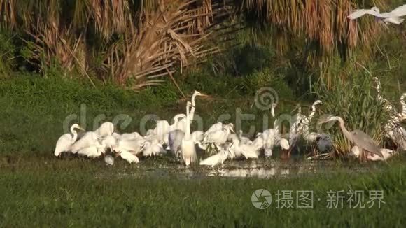 涉水鸟类在佛罗里达湿地觅食