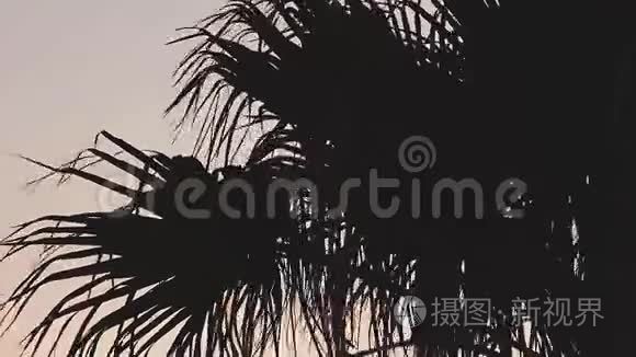 20年棕榈树价格