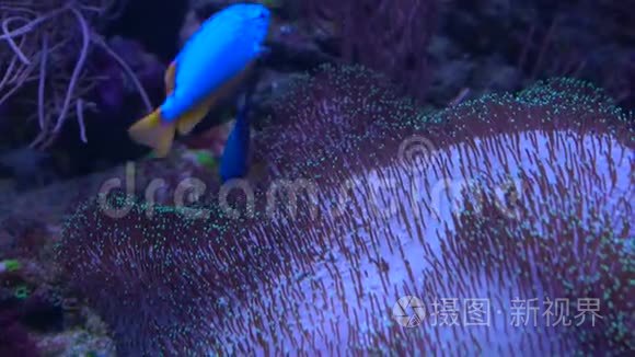 藻类正在靠近水族馆的地方移动视频