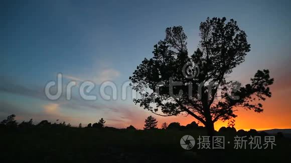 背景夜空上的树视频