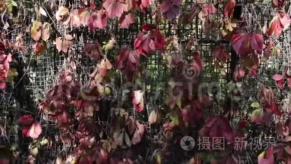 秋天公园里有红色的常春藤叶子视频