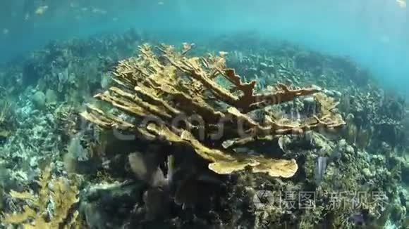 加勒比海的埃尔克霍恩珊瑚群落