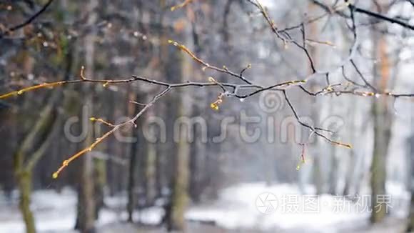 冬天的暴风雪在树林里视频