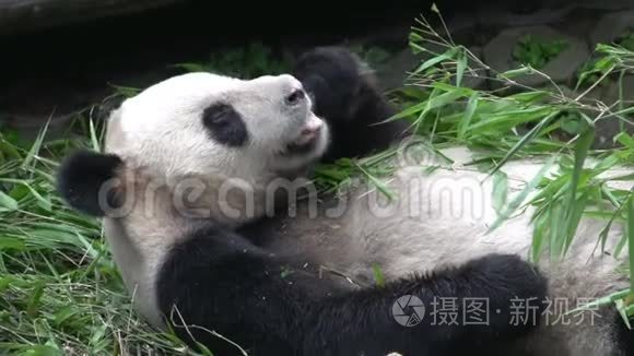 熊猫在成都吃新竹，吃新竹