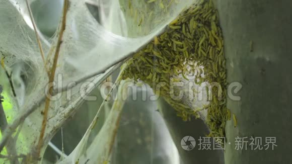 树上蜘蛛网组织袋内的毛虫视频