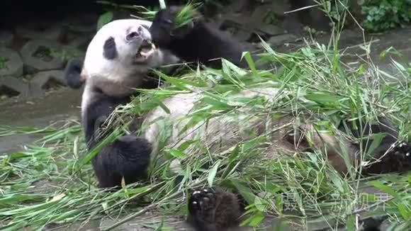 熊猫在成都吃新竹，吃新竹