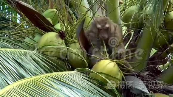 猴子在棕榈树上采集椰子视频