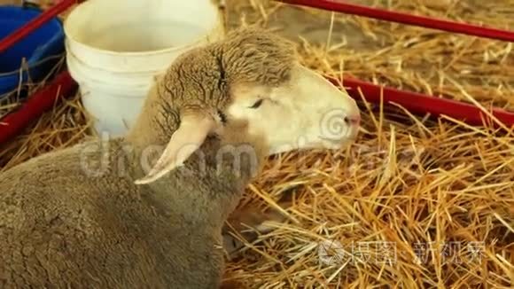 羊用钢笔吃干草视频
