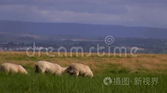 在山上放羊