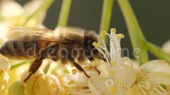 蜜蜂从树上的花朵中收集花粉视频