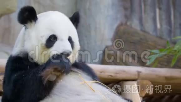 有趣的熊猫吃竹子视频