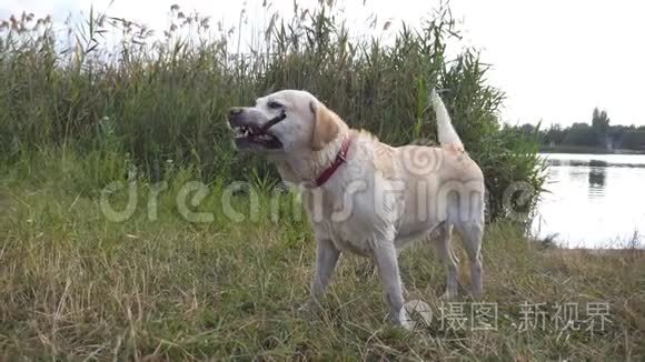 湿拉布拉多或金毛猎犬在户外咬木棍。 狗在河边或湖边玩大自然。 慢动作