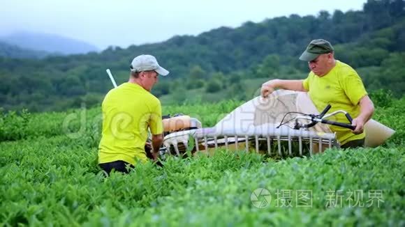 两个人在一个茶园里采茶，用自动切割器切割、切割和组装茶叶