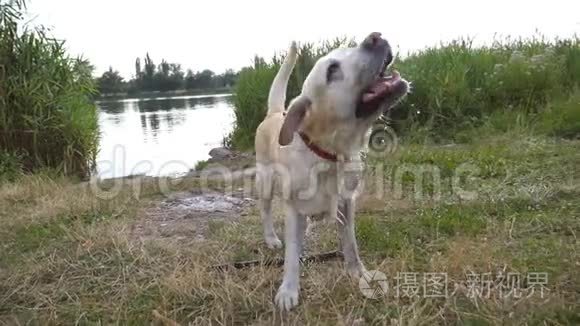 潮湿的狗在大自然中摇动他的皮毛上的水。 在池塘游泳后的金毛猎犬或拉布拉多犬。 慢慢